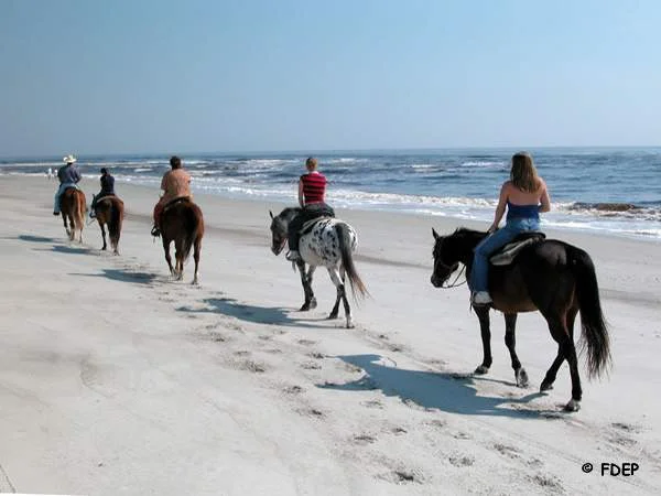 horses at amelia island state park beaches
